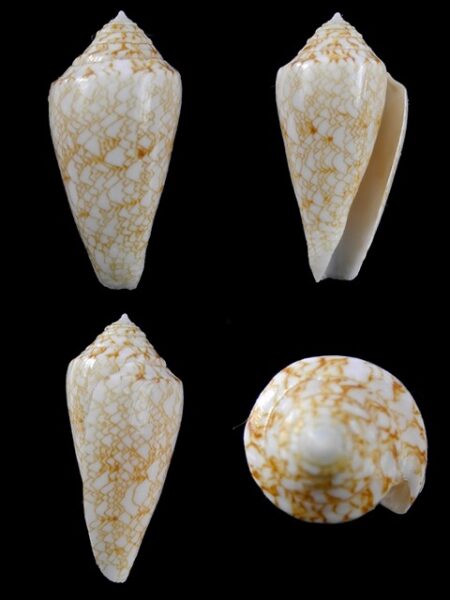 Cylinder victoriae f. nodulosus 31,6 mm Gem-0