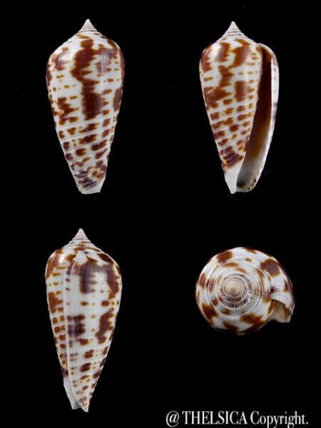 Conus zebra 27,1 mm Gem-0