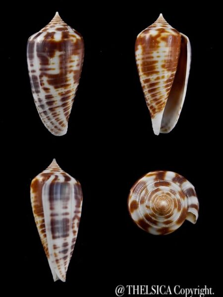 Conus zebra 27,3 mm Gem-0