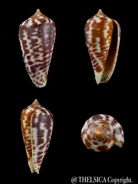 Conus zebra 27 mm Gem-0