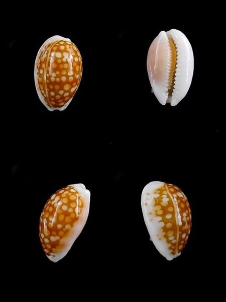 Cypraea catholicorum 13,3 mm Gem-0