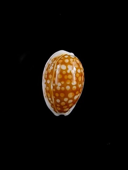 Cypraea catholicorum 13,3 mm Gem-10300