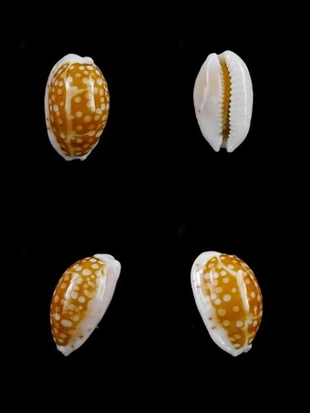 Cypraea catholicorum 14,1 mm Gem-0