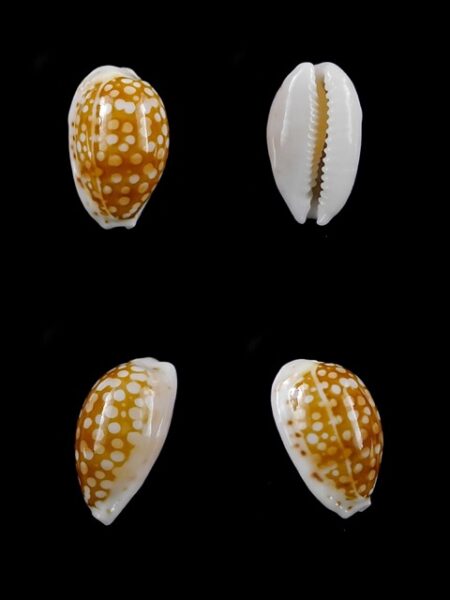 Cypraea catholicorum 14,5 mm Gem-0