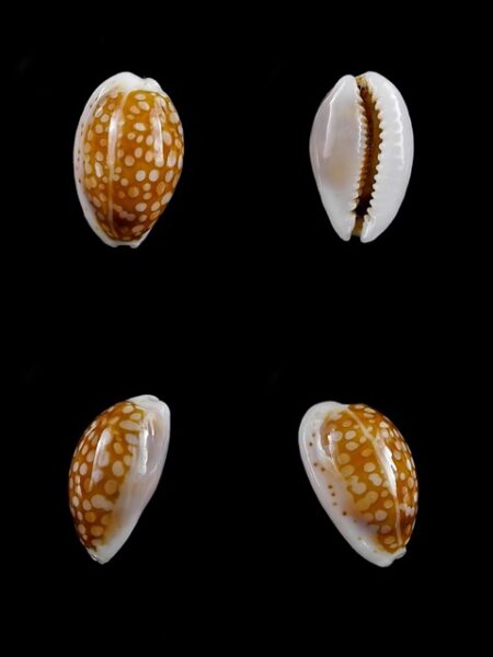 Cypraea catholicorum 14,6 mm Gem-0