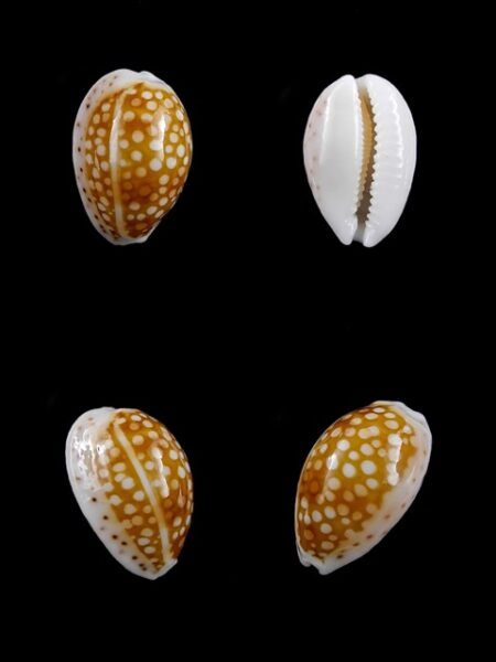 Cypraea catholicorum 17,2 mm Gem-0