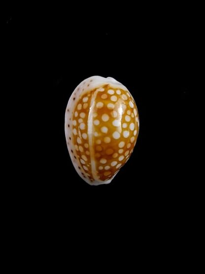Cypraea catholicorum 17,2 mm Gem-10351