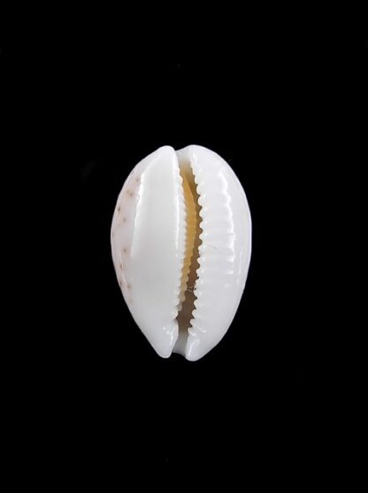 Cypraea catholicorum 17,2 mm Gem-10348