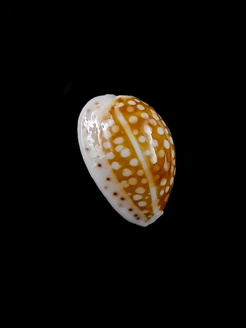 Cypraea catholicorum 17,2 mm Gem-10347