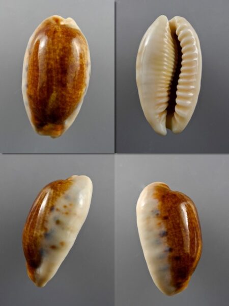 Cypraea caurica N. & R. 41,8 mm Gem-0