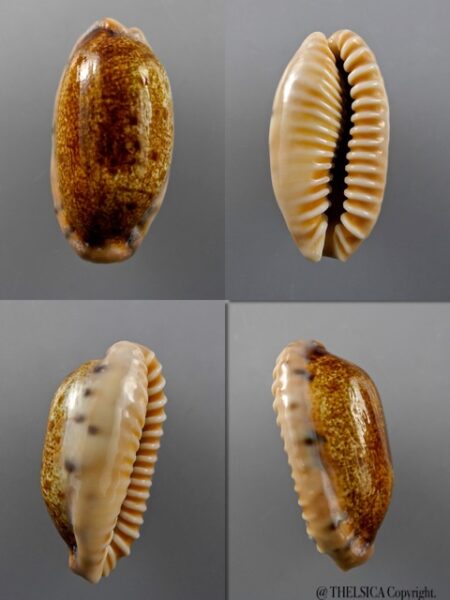 Cypraea caurica N. & R. 43,3 mm Gem-0