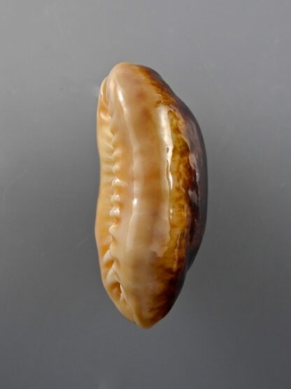 Cypraea caurica N. & R. 43,5 mm Gem-9850