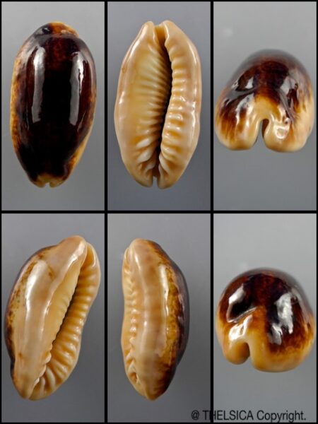 Cypraea caurica N. & R. 43,5 mm Gem-0