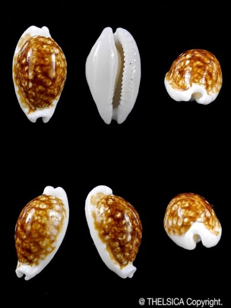 Cypraea cribraria N&R 21,6 mm Gem-0