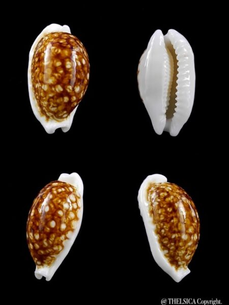 Cypraea cribraria N&R 25,3 mm Gem-0