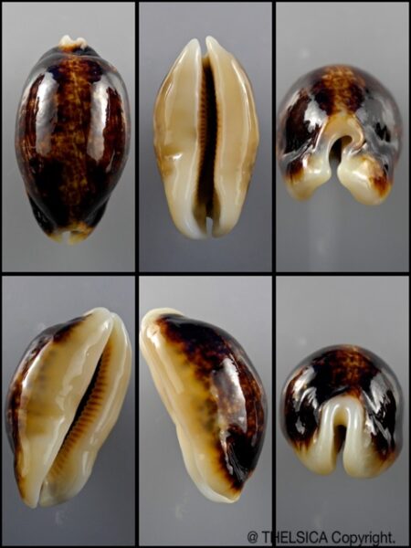 Cypraea eglantina N&R 51,8 mm F+++/Gem-0