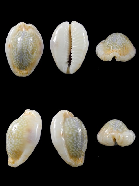 Cypraea erosa f. chlorizans N&R 22,7 mm Gem-0