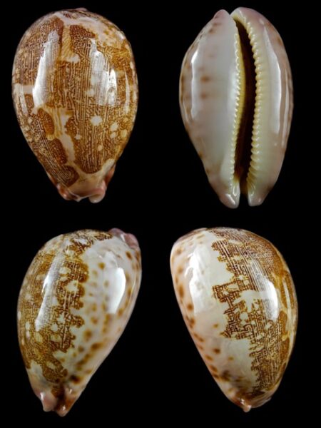 Leporicypraea mappa mappa from Queensland 68,7 mm F++/ F+++-0