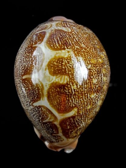 Cypraea mappa geographica rewa 63,3 mm Gem-9773