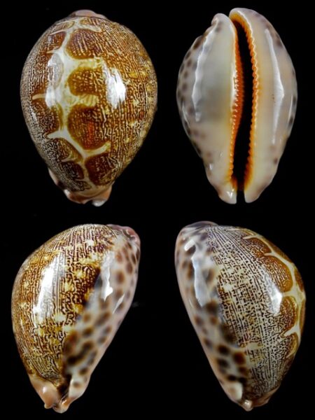 Cypraea mappa geographica rewa 63,3 mm Gem-0