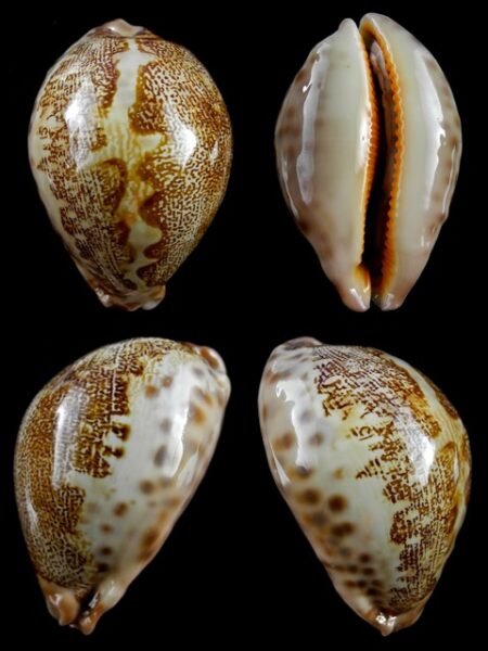 Cypraea mappa geographica rewa 67,6 mm Gem-0