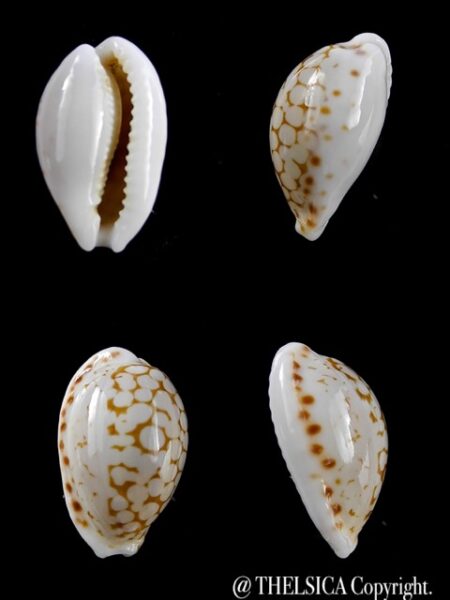 Cypraea pelliserpentis 18,8 mm Gem-0