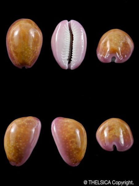 Cypraea poraria N&R 21,8 mm Gem-0