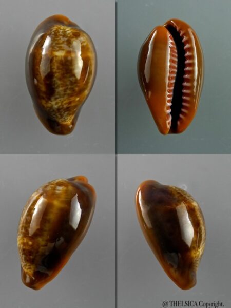 Cypraea pyrum nigromarginata 29,5 mm Gem-0
