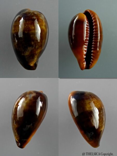Cypraea pyrum nigromarginata 36,1 mm Gem ( Sub- adult )-0