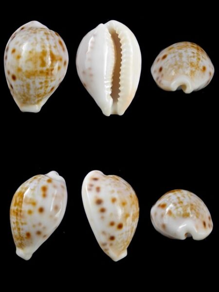 Cypraea rashleighana Gem 20,3 mm-0
