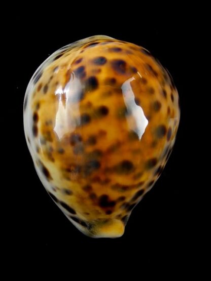 Cypraea tigris "Rusty " 72,5 mm Gem-9796