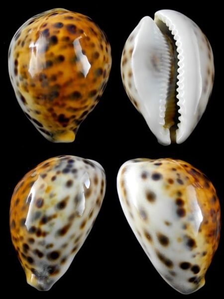 Cypraea tigris "Rusty " 72,5 mm Gem-0