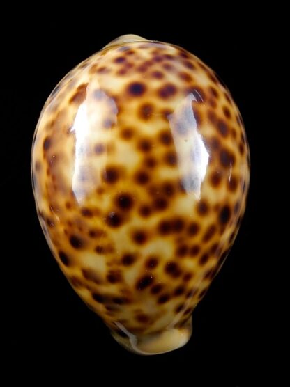 Cypraea tigris "Rusty " 83,9 mm Gem-9806