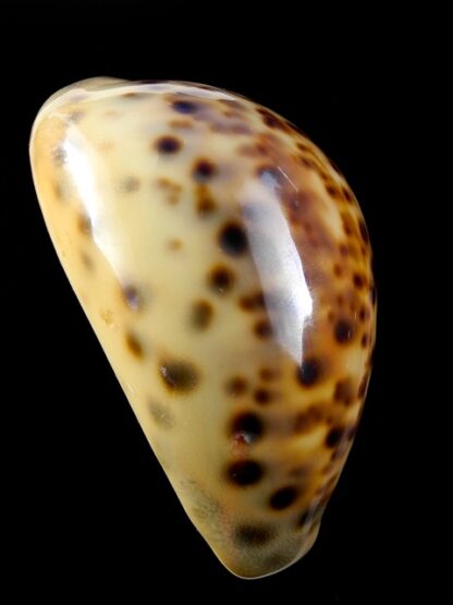 Cypraea tigris "Rusty " 83,9 mm Gem-9803