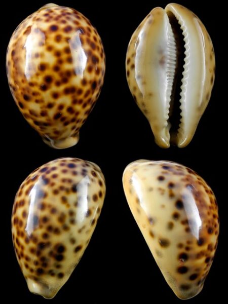 Cypraea tigris "Rusty " 83,9 mm Gem-0