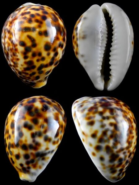 2 cypraea tigris + mappa-0