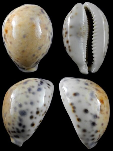 Cypraea tigris "Yellow " 84,5 mm F+++/Gem-0