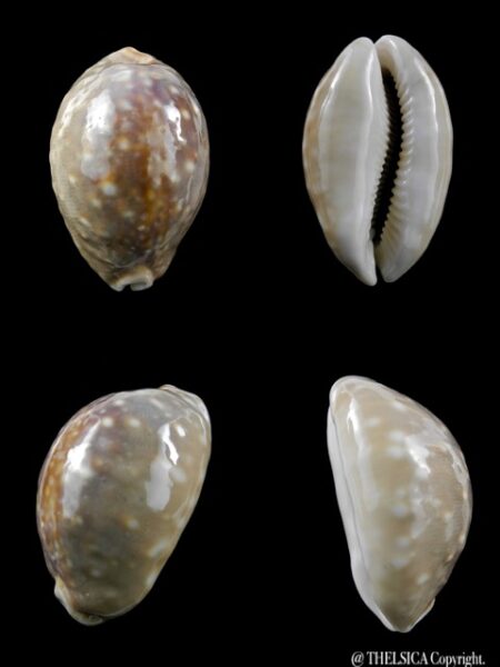 Cypraea vitellus N&R 49,8 mm Gem-0