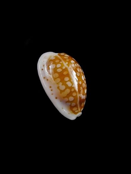Cypraea catholicorum 14,6 mm Gem-10339