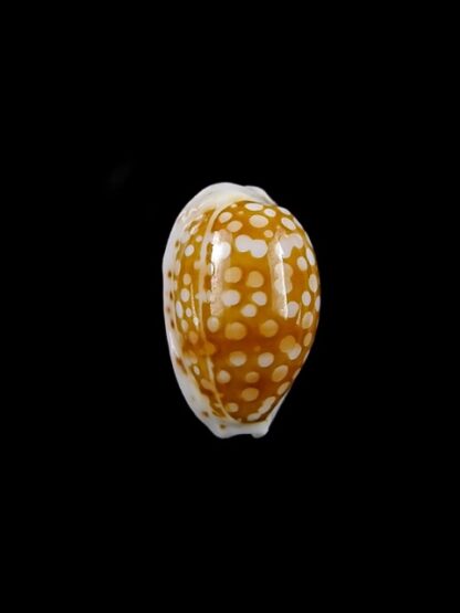 Cypraea catholicorum 14,5 mm Gem-10328