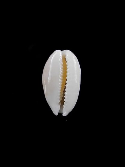 Cypraea catholicorum 14,5 mm Gem-10331