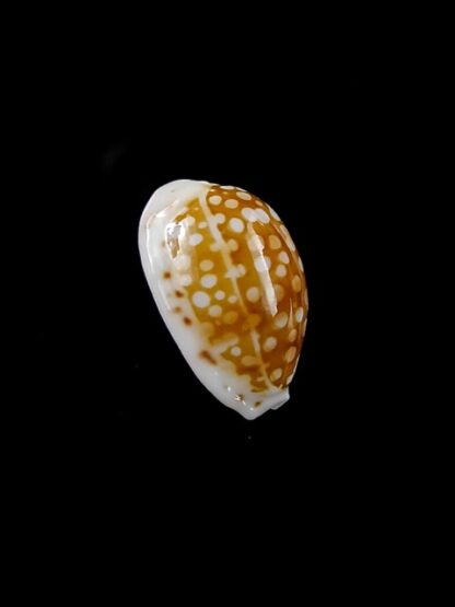 Cypraea catholicorum 14,5 mm Gem-10329