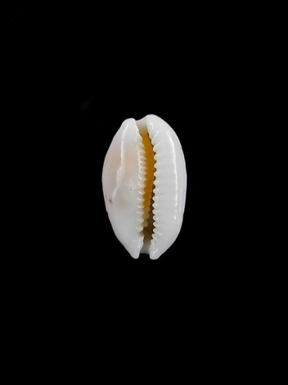 Cypraea catholicorum 14,1 mm Gem-10317