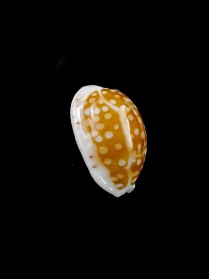 Cypraea catholicorum 14,1 mm Gem-10318