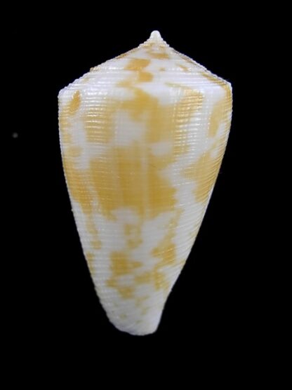 Conus limpusii 32,9 mm F+++/Gem-9623