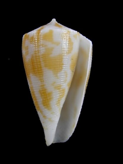 Conus limpusii 32,9 mm F+++/Gem-9625