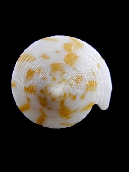 Conus limpusii 32,9 mm F+++/Gem-9627