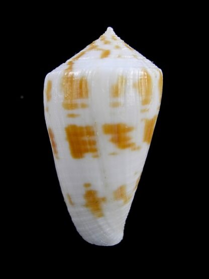 Conus limpusii 34,8 mm F+++/Gem-9643