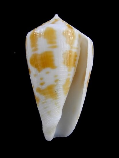 Conus limpusii 34,8 mm F+++/Gem-9645