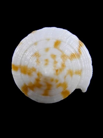 Conus limpusii 34,8 mm F+++/Gem-9647
